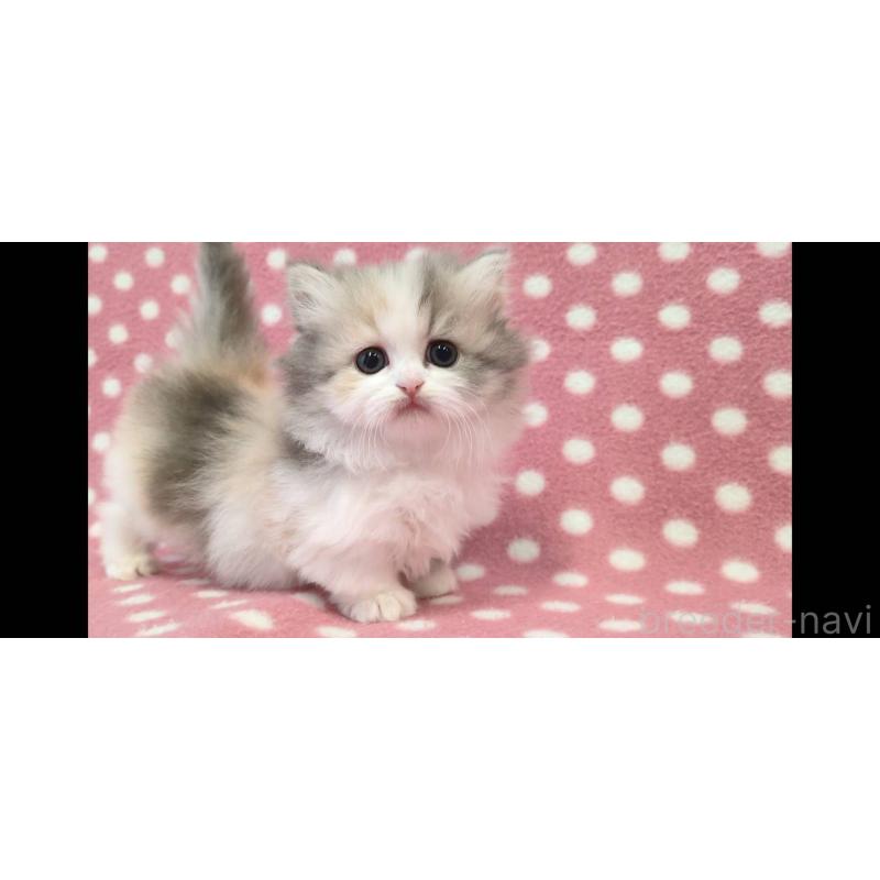 販売中の愛知県のミヌエット(短足)-139677の2枚目