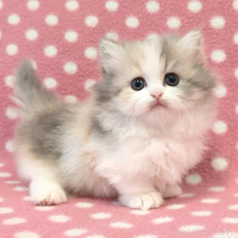 販売中の愛知県のミヌエット(短足)-139677