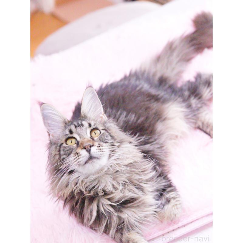 販売中の東京都のメインクーン-127875の5枚目