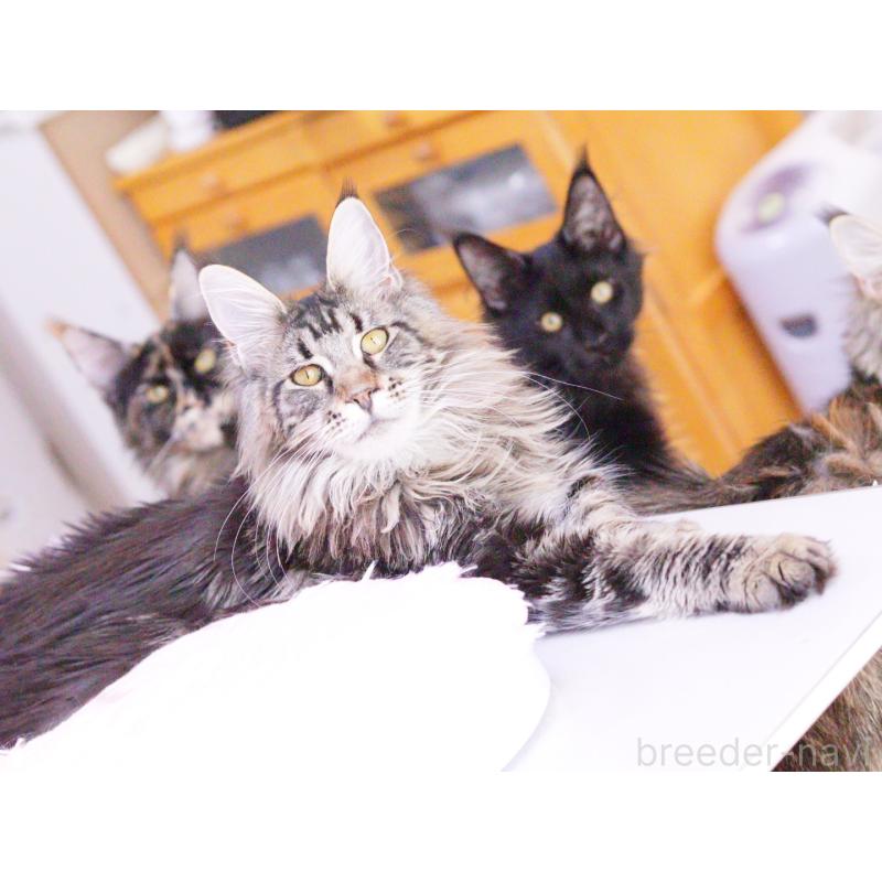 販売中の東京都のメインクーン-127875の4枚目