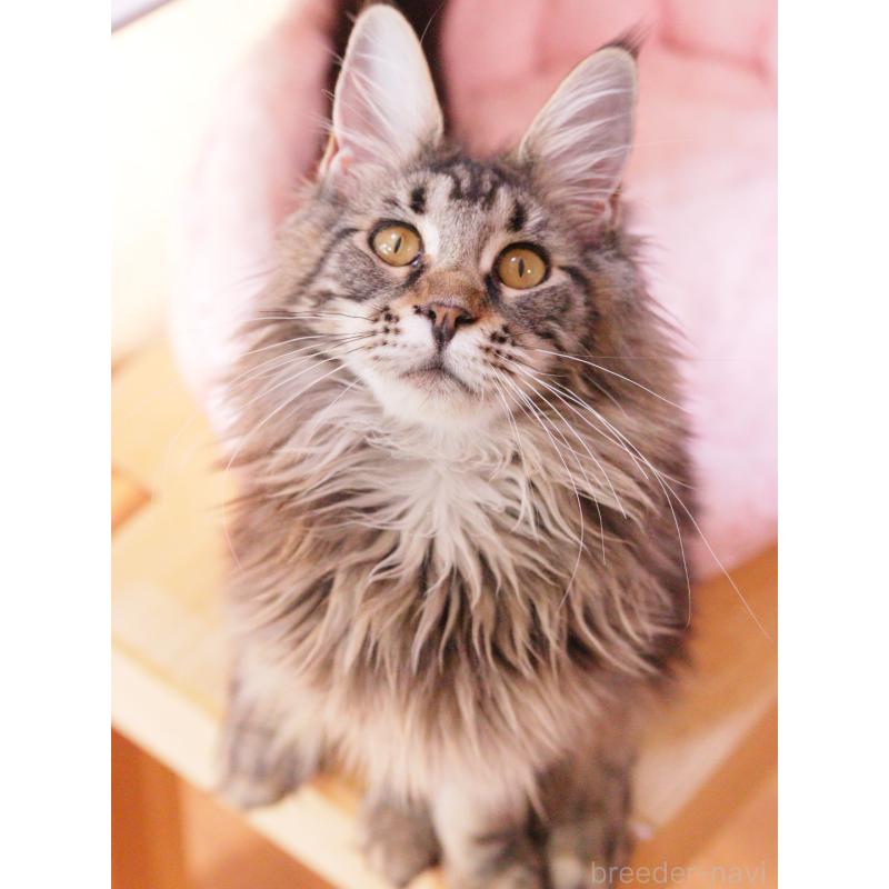 販売中の東京都のメインクーン-127875の2枚目