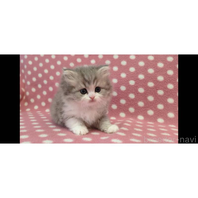 販売中の愛知県のミヌエット-139678の3枚目