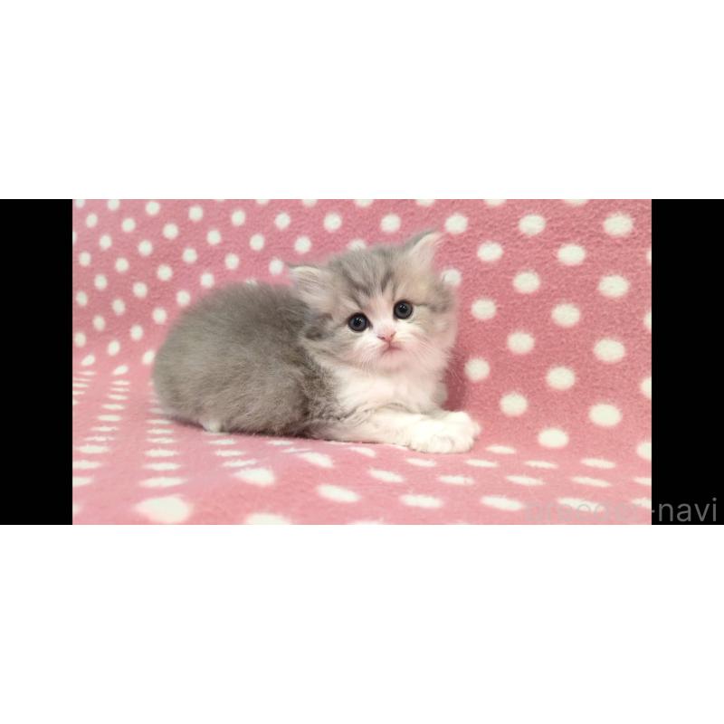 販売中の愛知県のミヌエット-139678の2枚目