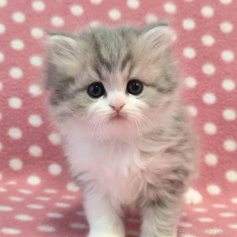 販売中の愛知県のミヌエット-139678