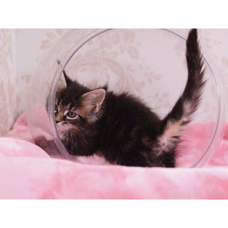 販売中の東京都のメインクーン-136954の6枚目