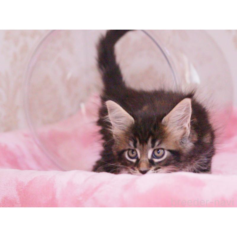 販売中の東京都のメインクーン-136954の5枚目