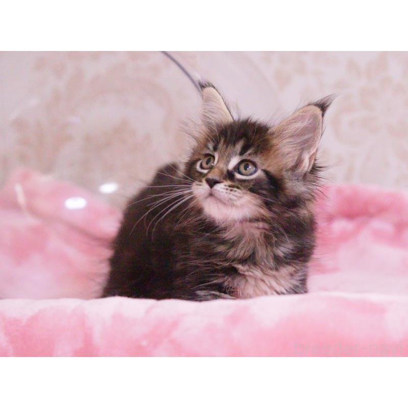 販売中の東京都のメインクーン-136954の4枚目