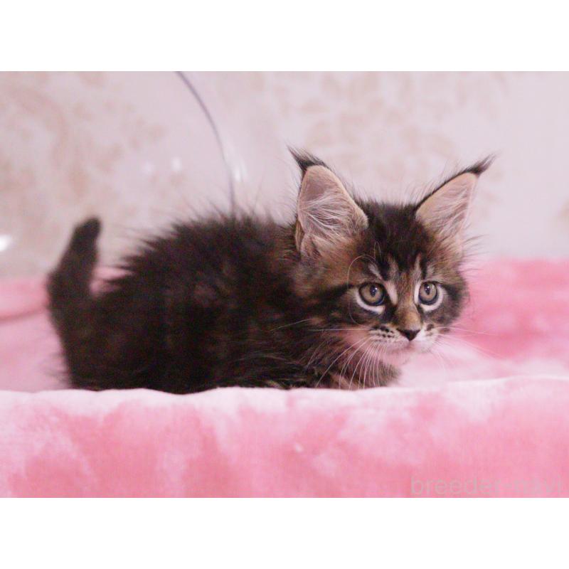 販売中の東京都のメインクーン-136954の3枚目