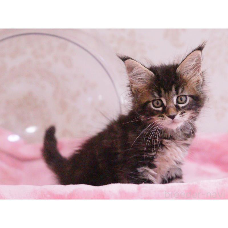 販売中の東京都のメインクーン-136954の2枚目