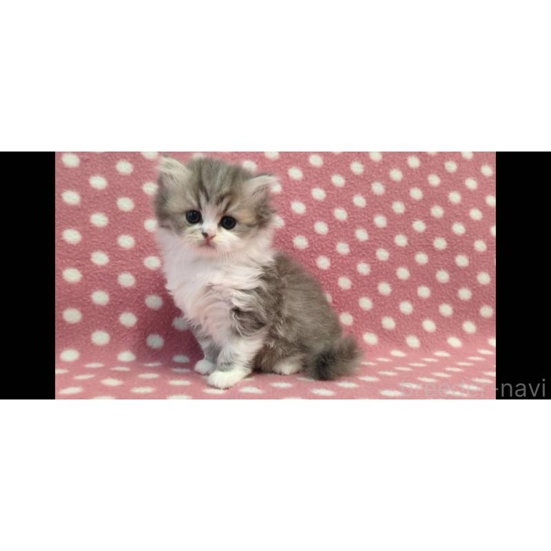 販売中の愛知県のミヌエット-139679の2枚目