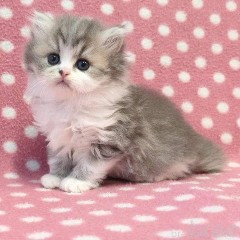 販売中の愛知県のミヌエット-139679