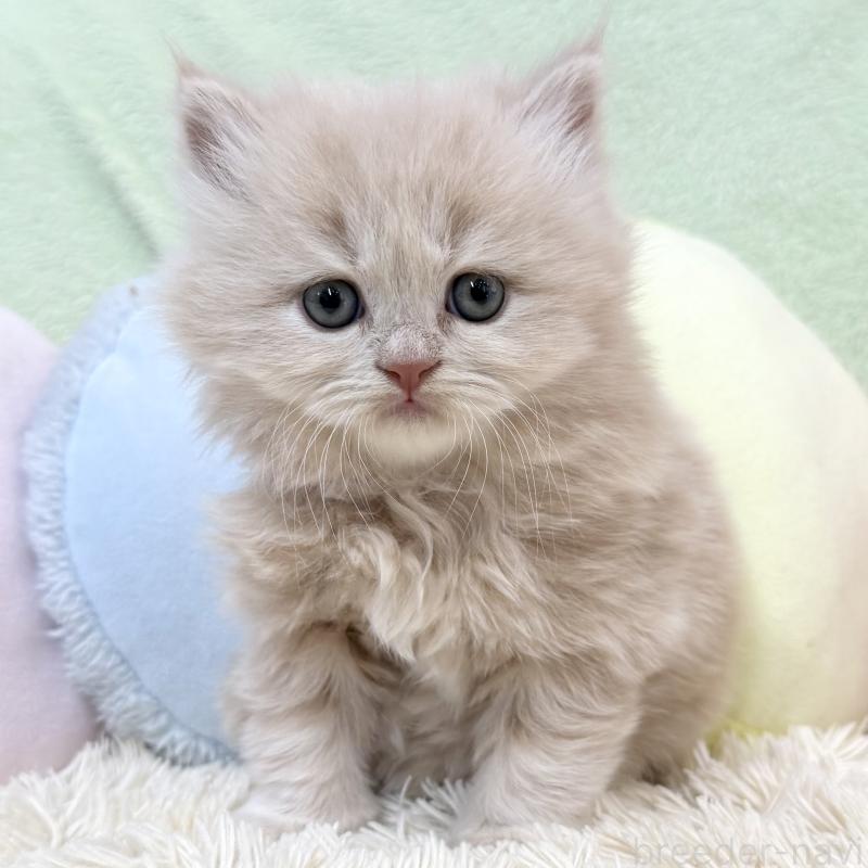 商談中の大阪府のブリティッシュロングヘア-138987