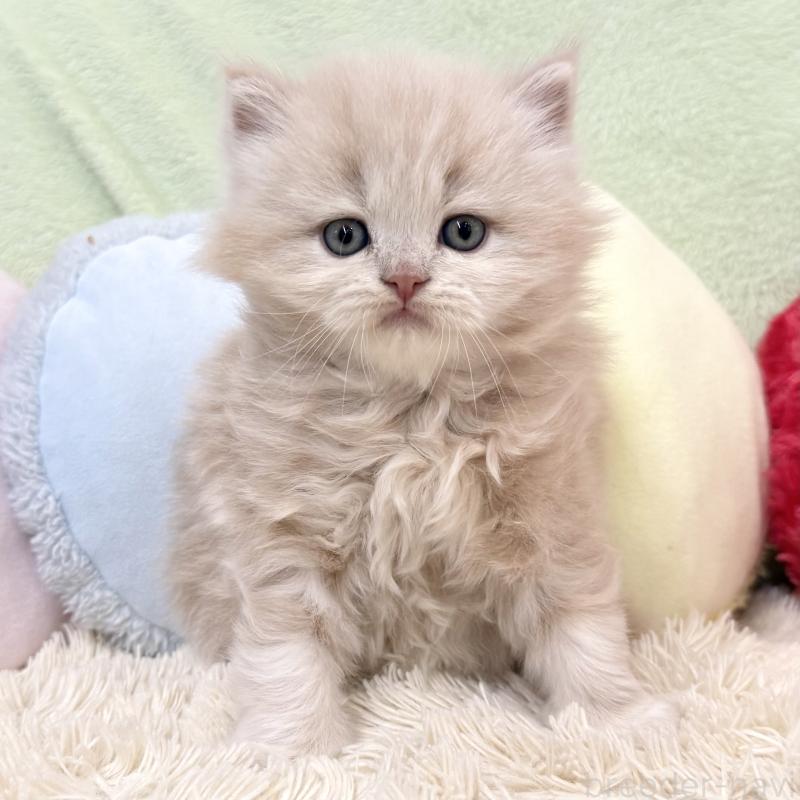 販売中ののブリティッシュロングヘア-138988