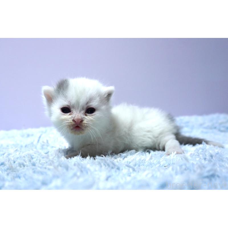 販売中の群馬県のミヌエット-139680