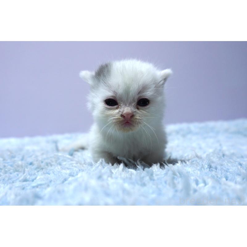 販売中の群馬県のミヌエット-139680の4枚目