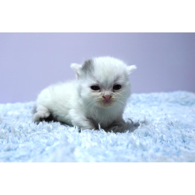 販売中の群馬県のミヌエット-139680の3枚目