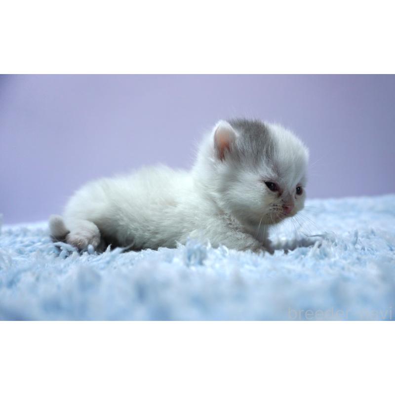 販売中の群馬県のミヌエット-139680の2枚目