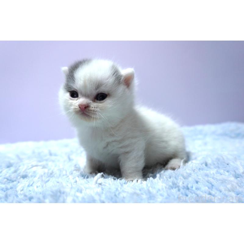 販売中の群馬県のミヌエット-139681の1枚目