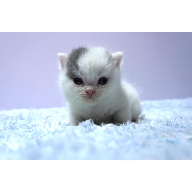 販売中の群馬県のミヌエット-139681の5枚目