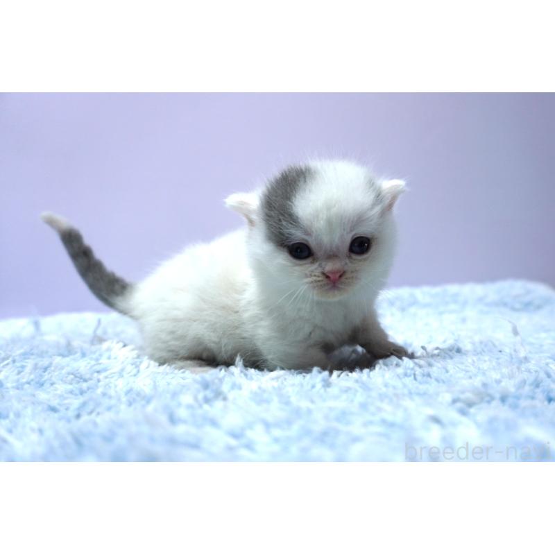 販売中の群馬県のミヌエット-139681の4枚目