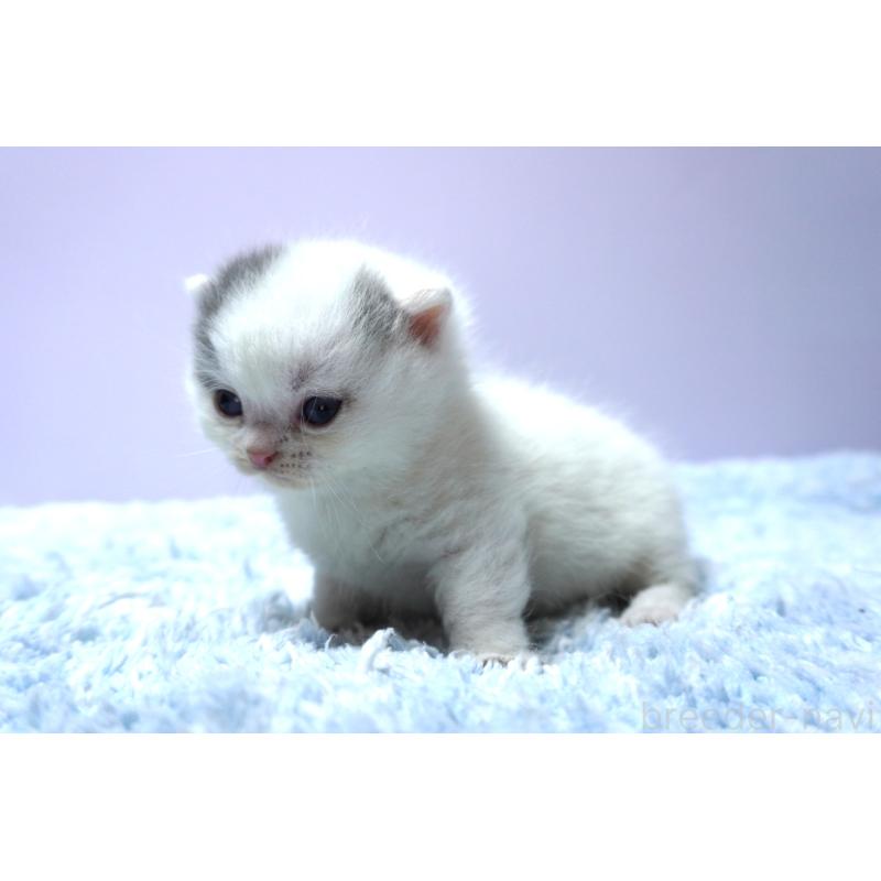 販売中の群馬県のミヌエット-139681の3枚目