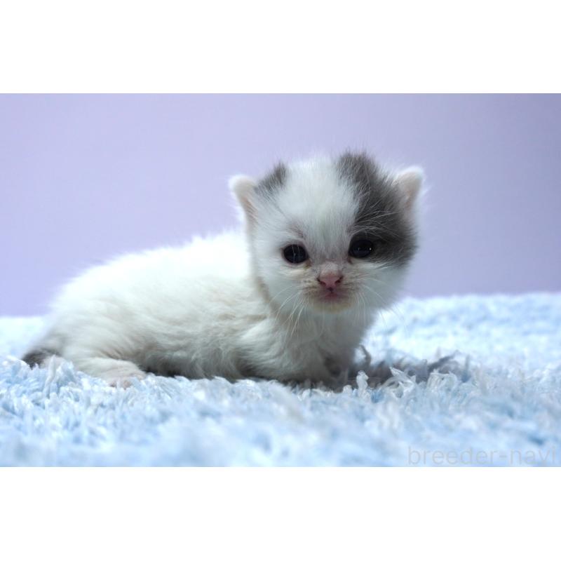 販売中の群馬県のミヌエット-139682