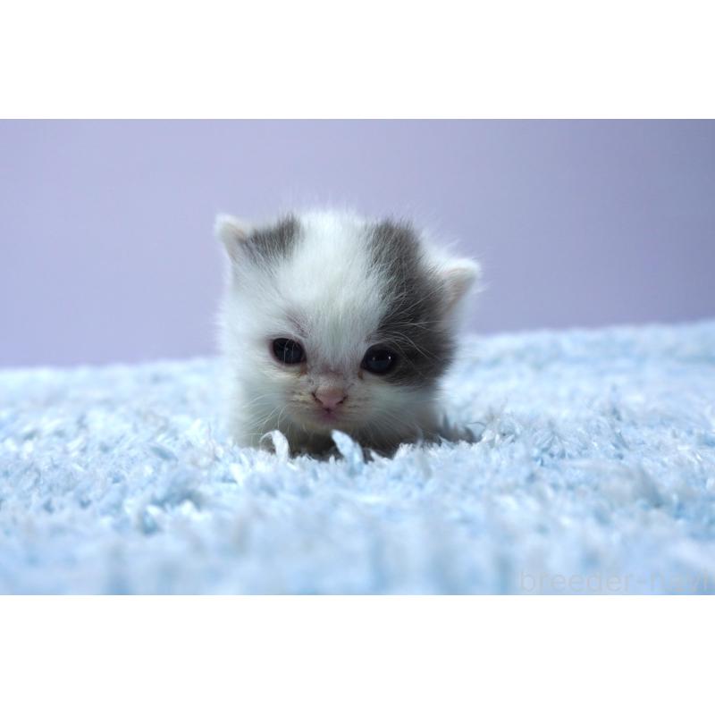 販売中の群馬県のミヌエット-139682の5枚目