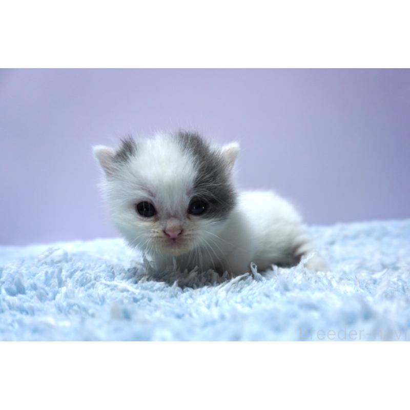 販売中の群馬県のミヌエット-139682の4枚目