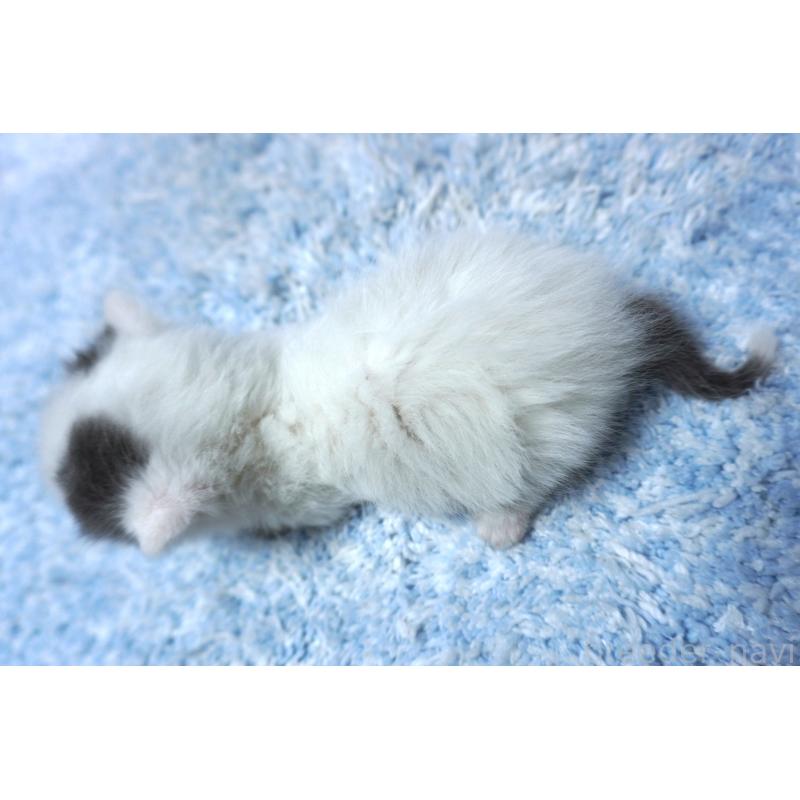 販売中の群馬県のミヌエット-139682の2枚目