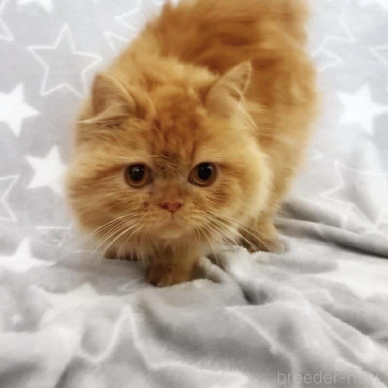 販売中の埼玉県のミヌエット-139683の1枚目