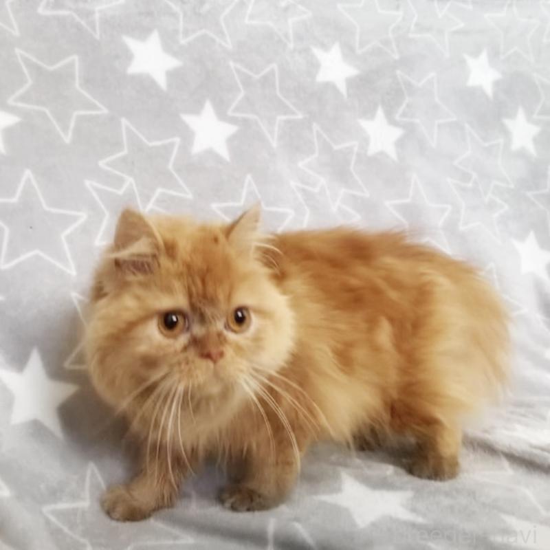 販売中の埼玉県のミヌエット-139683の4枚目