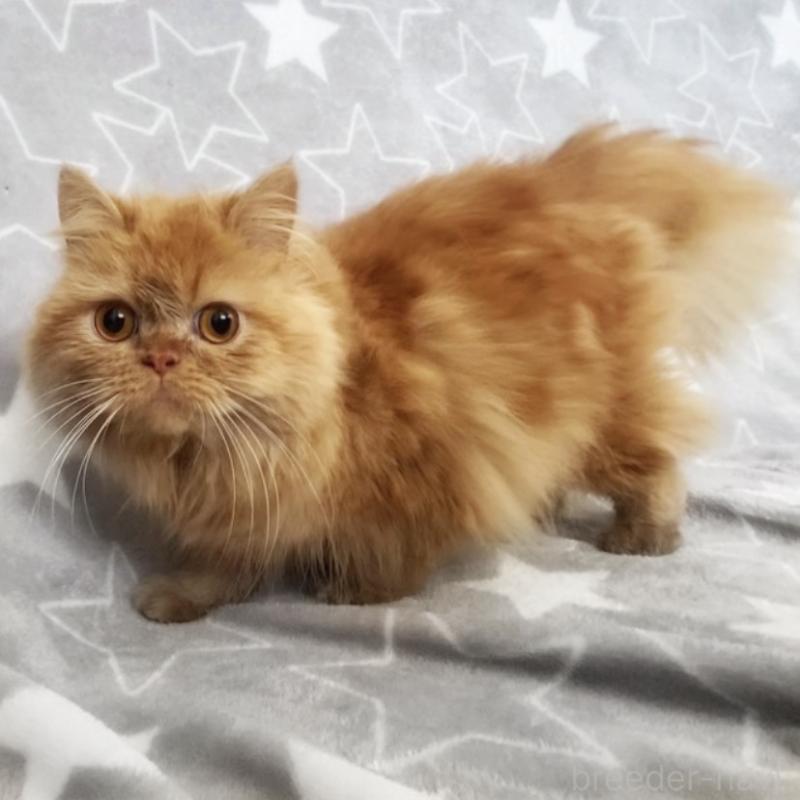 販売中の埼玉県のミヌエット-139683の3枚目