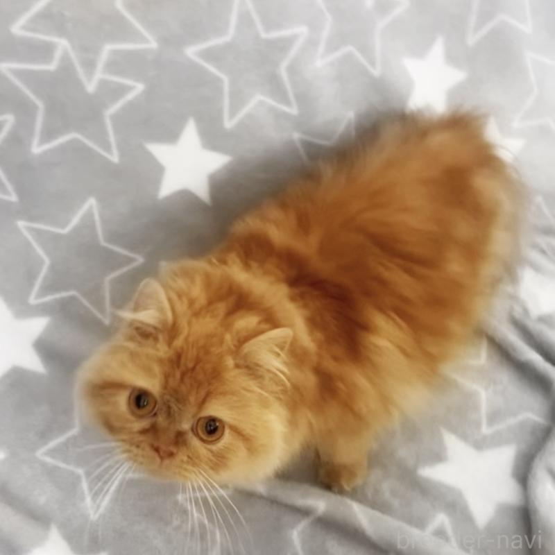 販売中の埼玉県のミヌエット-139683の2枚目