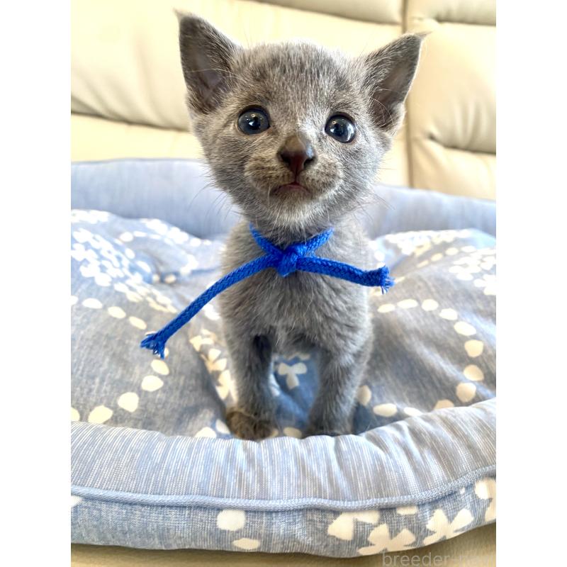 販売中の東京都のロシアンブルー-139684の12枚目