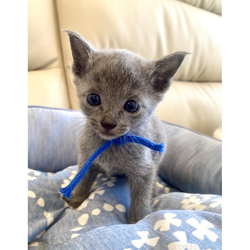 販売中の東京都のロシアンブルー-139684の10枚目