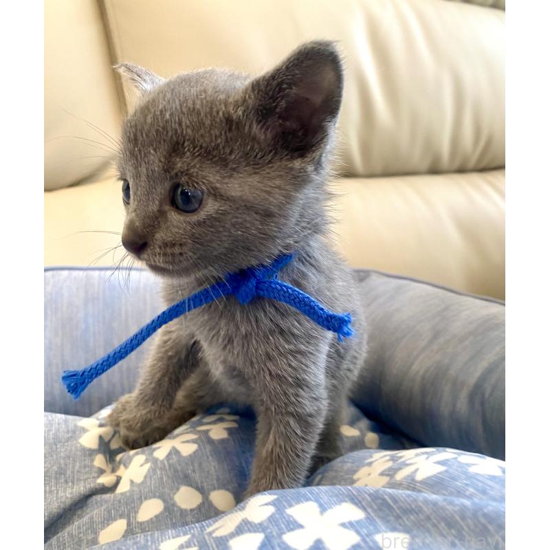 販売中の東京都のロシアンブルー-139684の4枚目