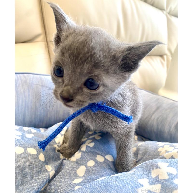 販売中の東京都のロシアンブルー-139684の3枚目