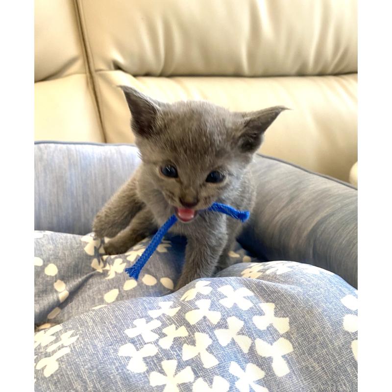 販売中の東京都のロシアンブルー-139684の2枚目