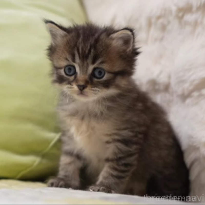 販売中の大阪府のサイベリアン-139685の6枚目