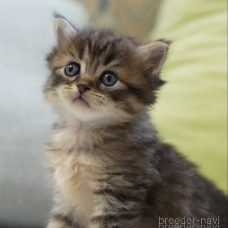 販売中の大阪府のサイベリアン-139685の5枚目