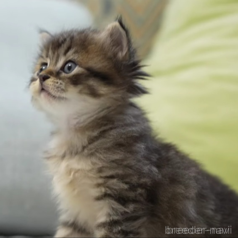 販売中の大阪府のサイベリアン-139685の3枚目