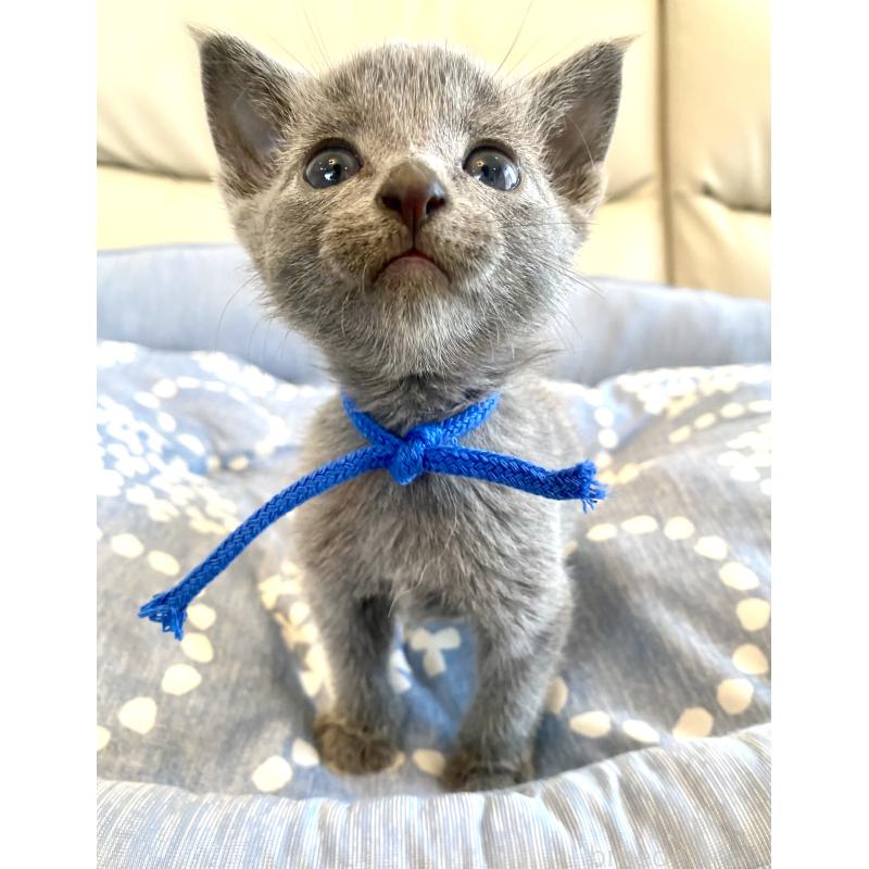 販売中の東京都のロシアンブルー-139686の11枚目