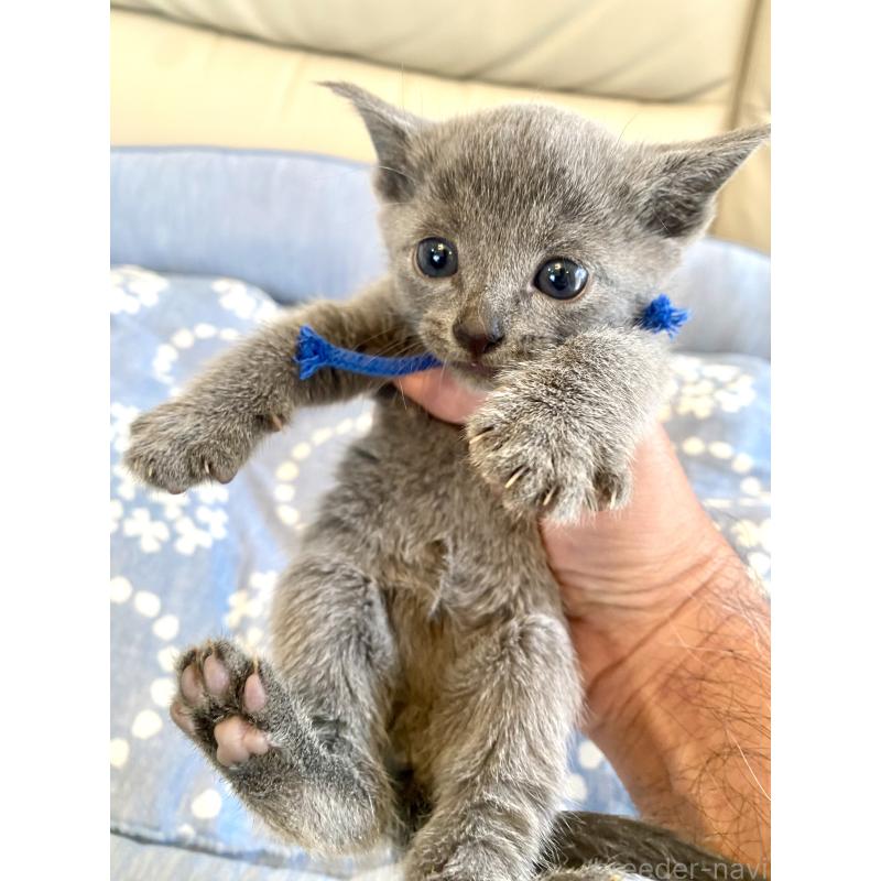 販売中の東京都のロシアンブルー-139686の10枚目