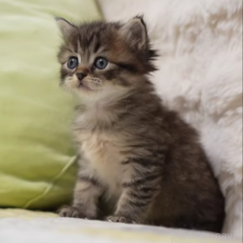 販売中の大阪府のサイベリアン-139685の2枚目