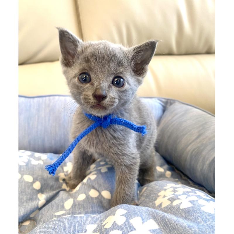 販売中の東京都のロシアンブルー-139686の6枚目