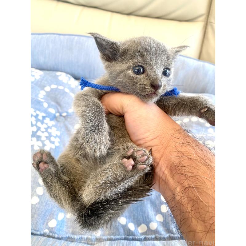 販売中の東京都のロシアンブルー-139686の5枚目