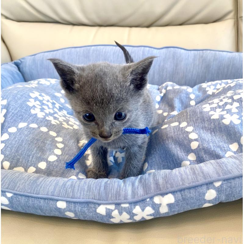 販売中の東京都のロシアンブルー-139686の3枚目