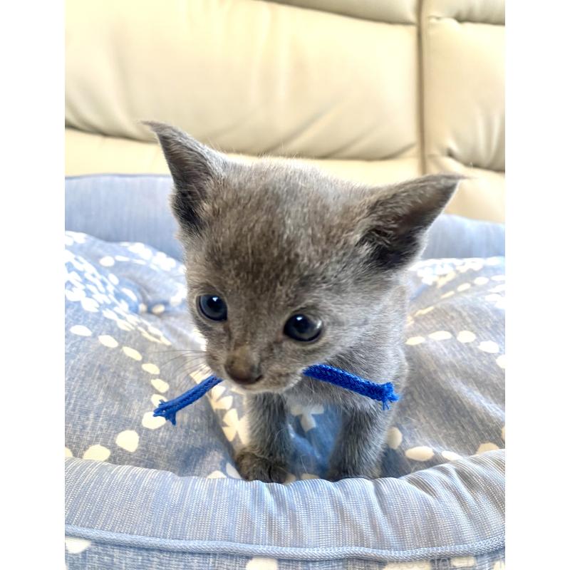 販売中の東京都のロシアンブルー-139686の2枚目