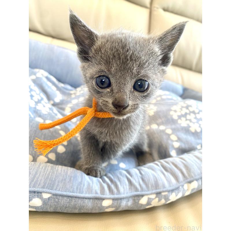 販売中の東京都のロシアンブルー-139687