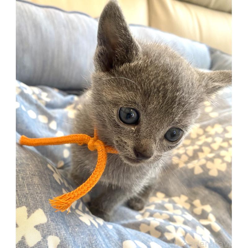 販売中の東京都のロシアンブルー-139687の8枚目